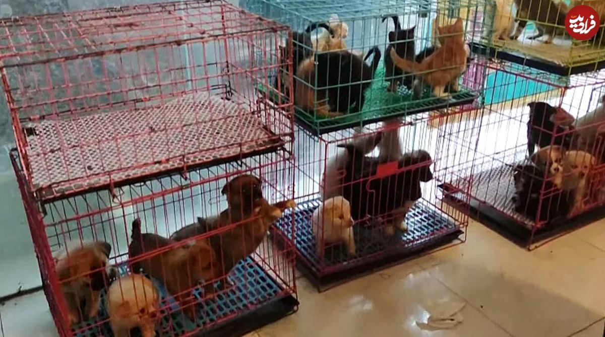 تجارت آنلاین و پستی حیوانات در چین ؛ کشف یک کامیون پر از توله سگ و بچه گربه در آستانه خفگی