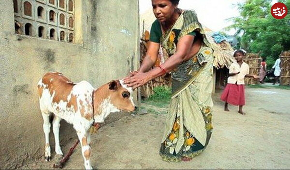 عکسی از گاو سه دست و گوساله سه چشم در هند