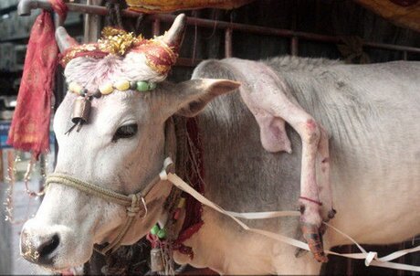 عکسی از گاو سه دست و گوساله سه چشم در هند