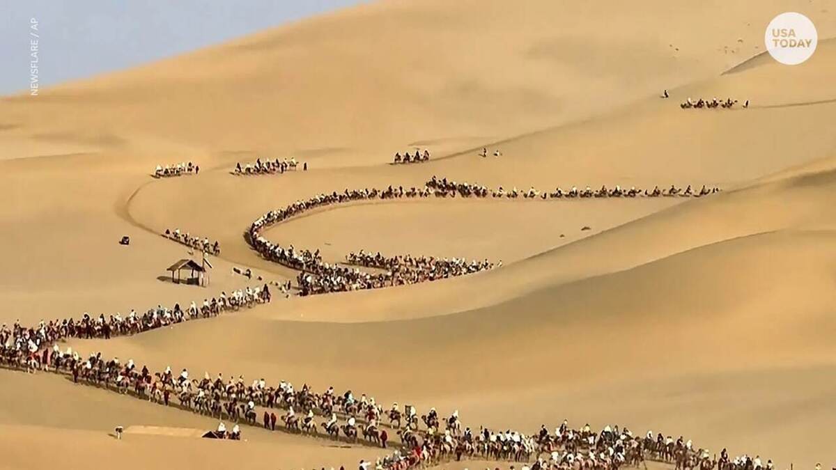 تصاویری عجیب از ترافیک شتر سواری در چین/ تفریح جدید در تابستان (فیلم)