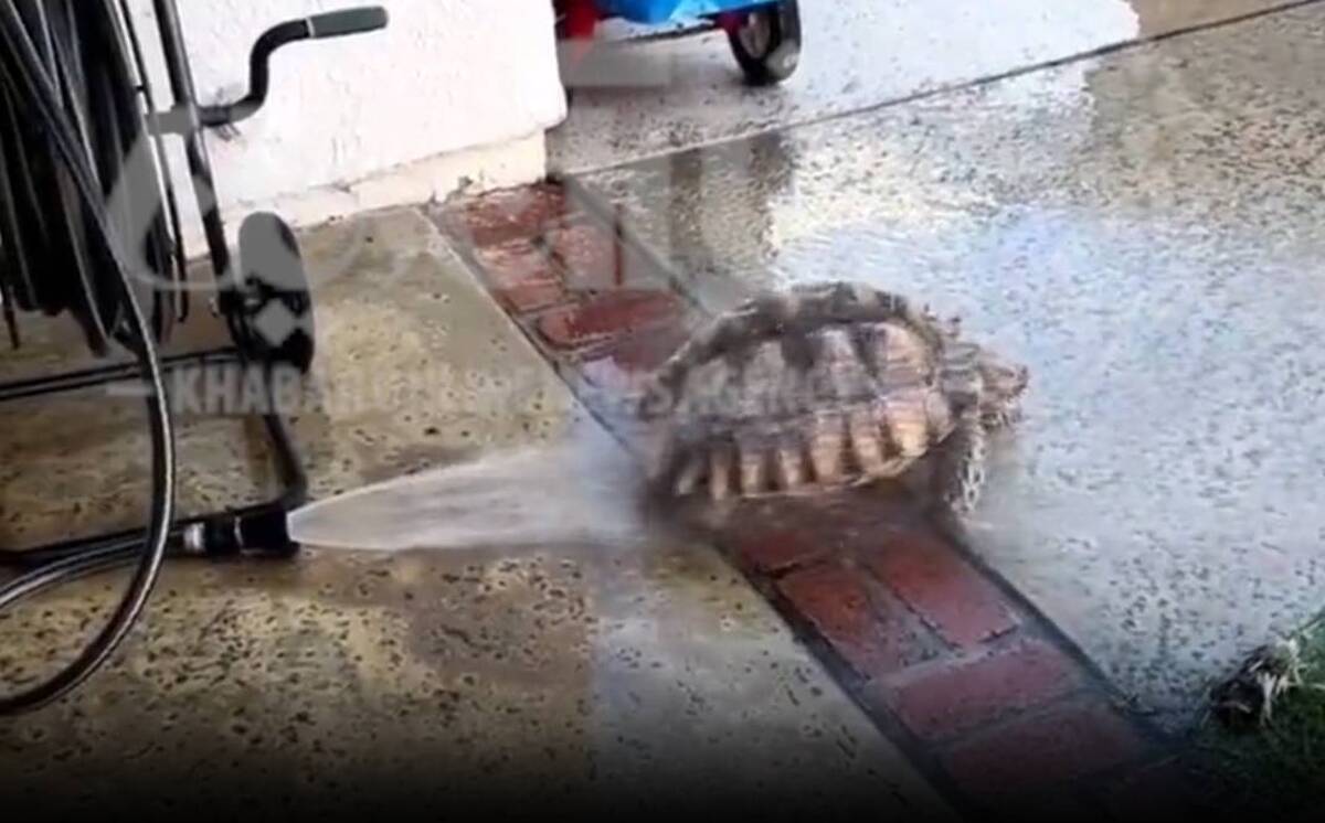 آب بازی یک لاک‌پشت برای خنک شدن از گرمای تابستان! (فیلم)