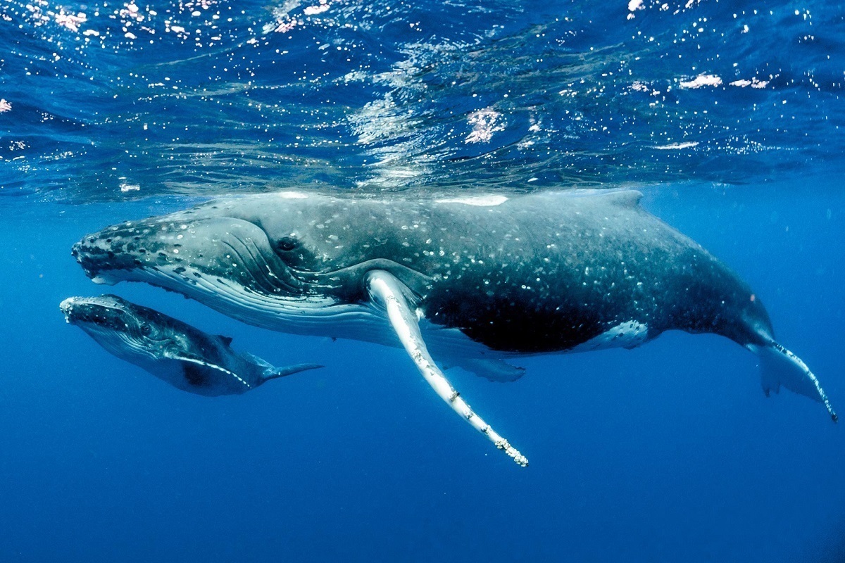 خواب عجیب نهنگ‌های غول‌پیکر (فیلم)