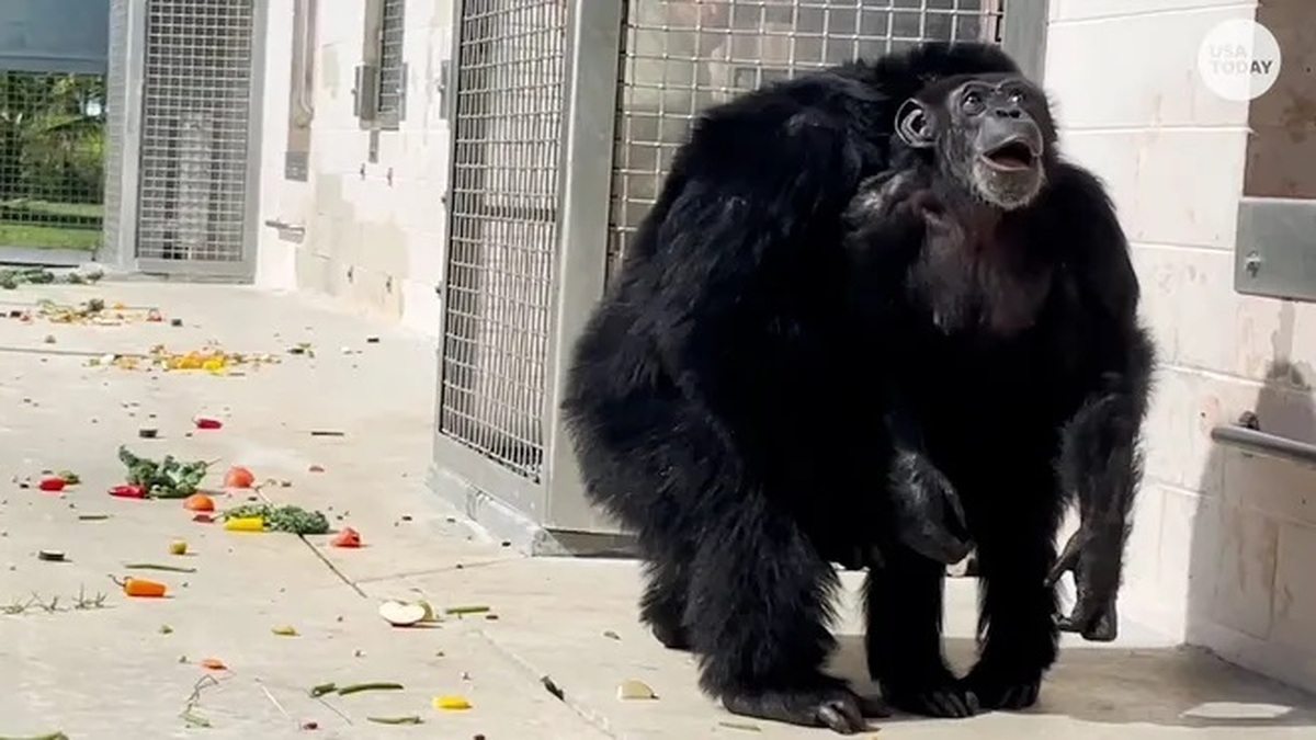 ببینید یک شامپانزه پس از ۲۸ سال وقتی آسمان را می‌بیند چطور خوشحالی می‌کند (فیلم)