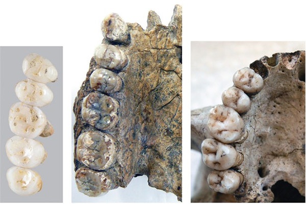 دندان های کشف شده به نسبت کوچک تر از دندان های انسان امروزی هستند