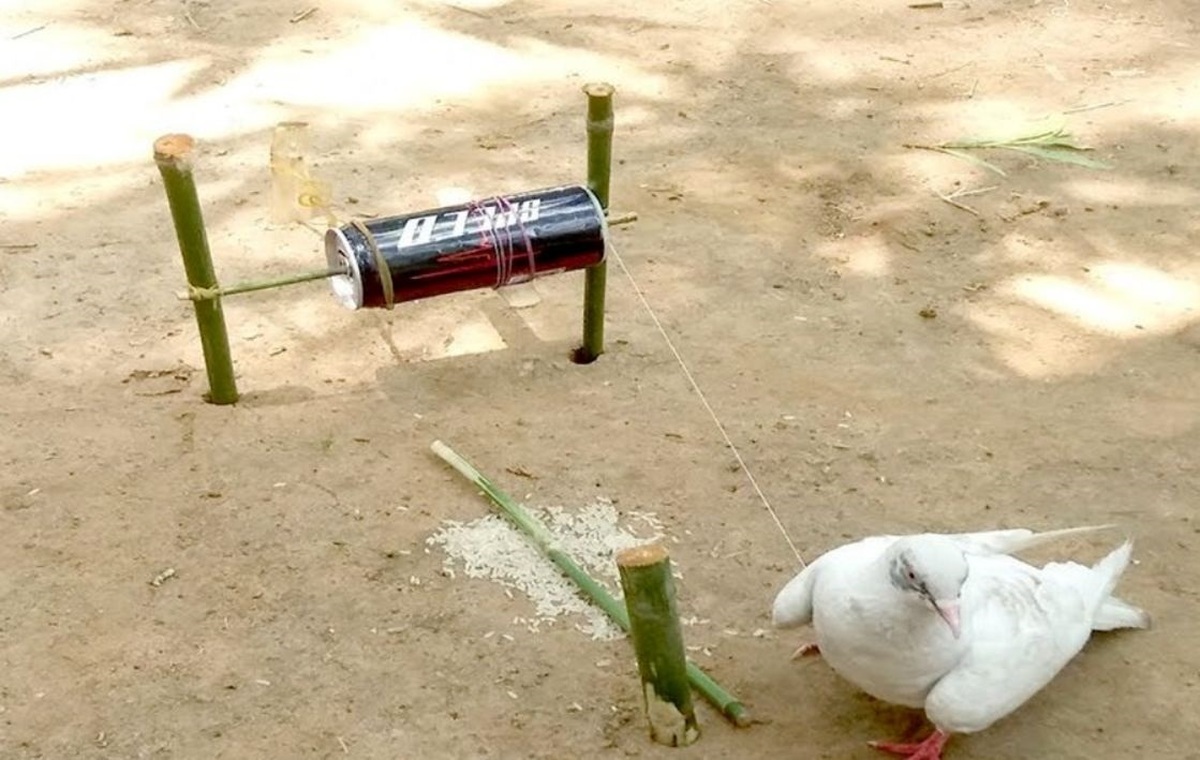 نحوه ساخت یک تله بسیار ساده برای پرنده ها با وسایل ابتدایی (فیلم)