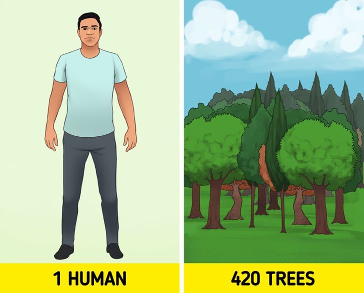 به ازای هر نفر، ۴۲۰ عدد درخت بر روی کره زمین وجود دارد