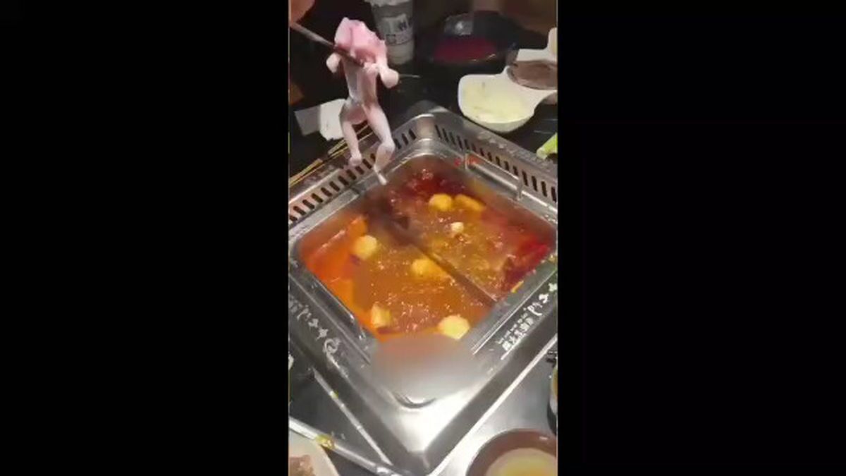 خنده‌های یک زن حین پختن قورباغه در رستوران ! (فیلم)