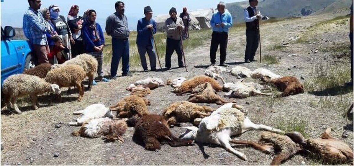 آذربایجان شرقی/ تلف شدن ۴۰ راس گوسفند در اثر حمله گرگ‌ها