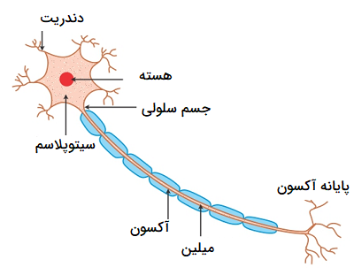 سلول عصبی
