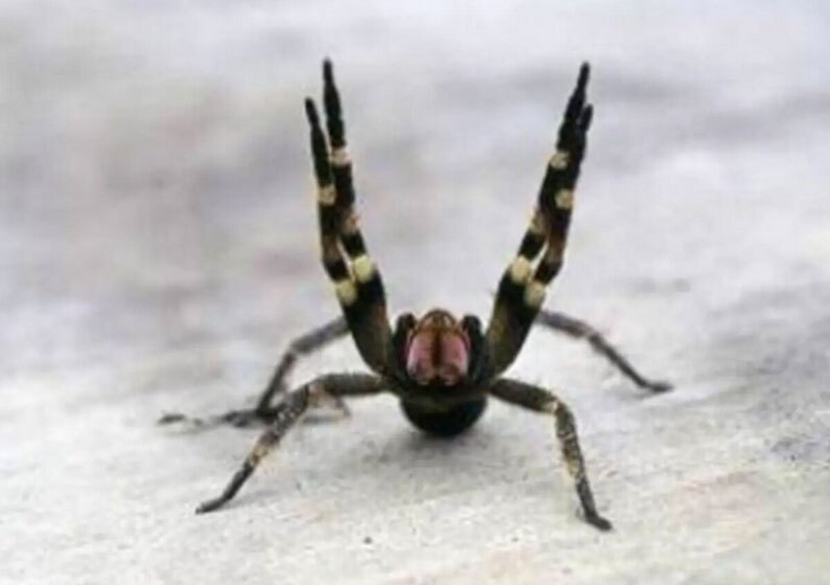 عنکبوتی که گزش آن باعث نعوظ طولانی و دردناک مردان می شود (+عکس)