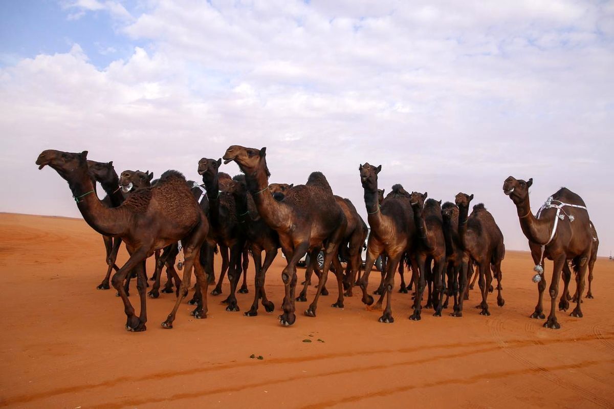 دستور عربستان برای اخراج شتر های دارای مالکیت غیرسعودی