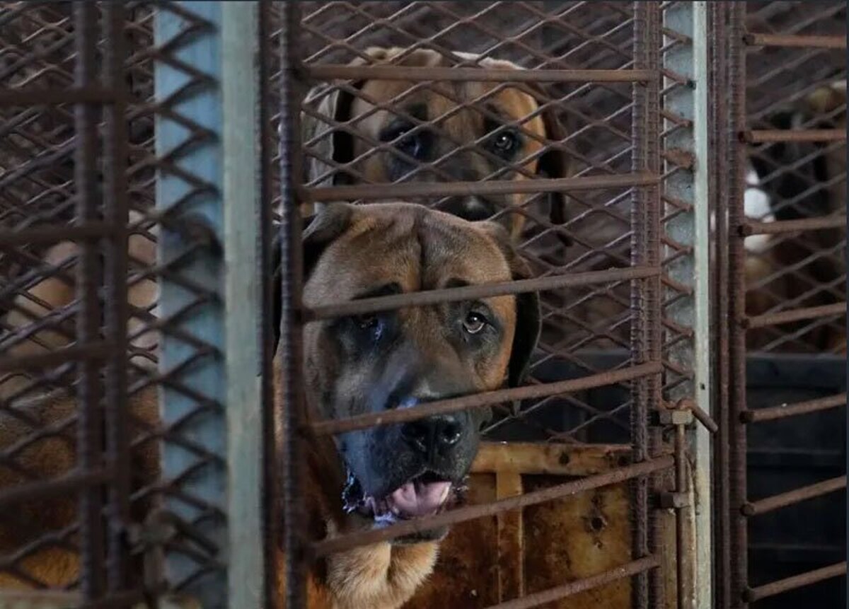 بحث داغ خوردن یا نخوردن گوشت سگ در کره جنوبی
