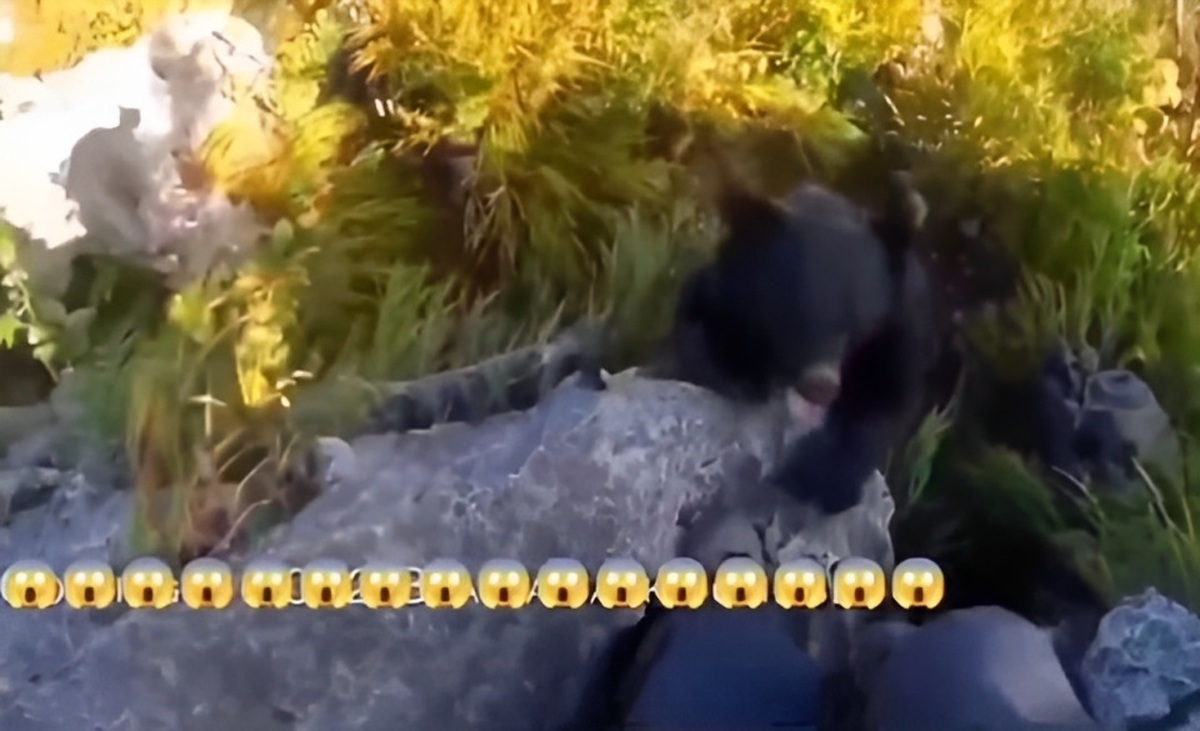 لحظه نفس گیر حمله خرس به یک کوهنورد! (فیلم)