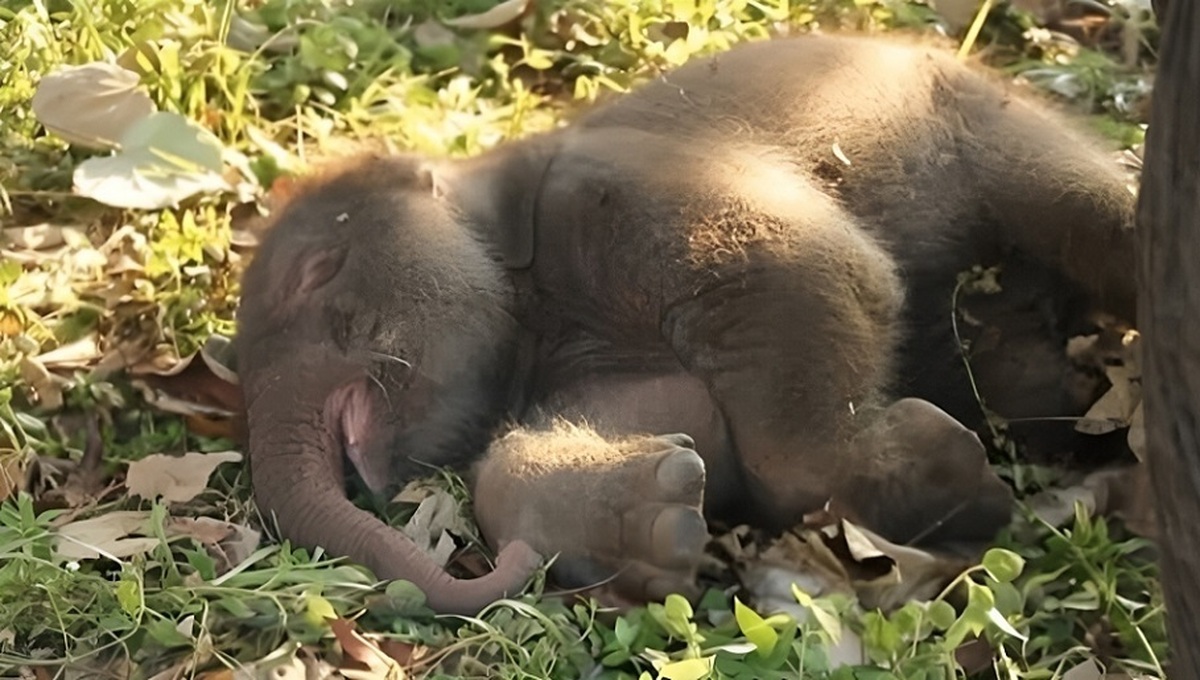 فیل ۴۱ ساله پنجمین بچه خود را به دنیا آورد (فیلم)