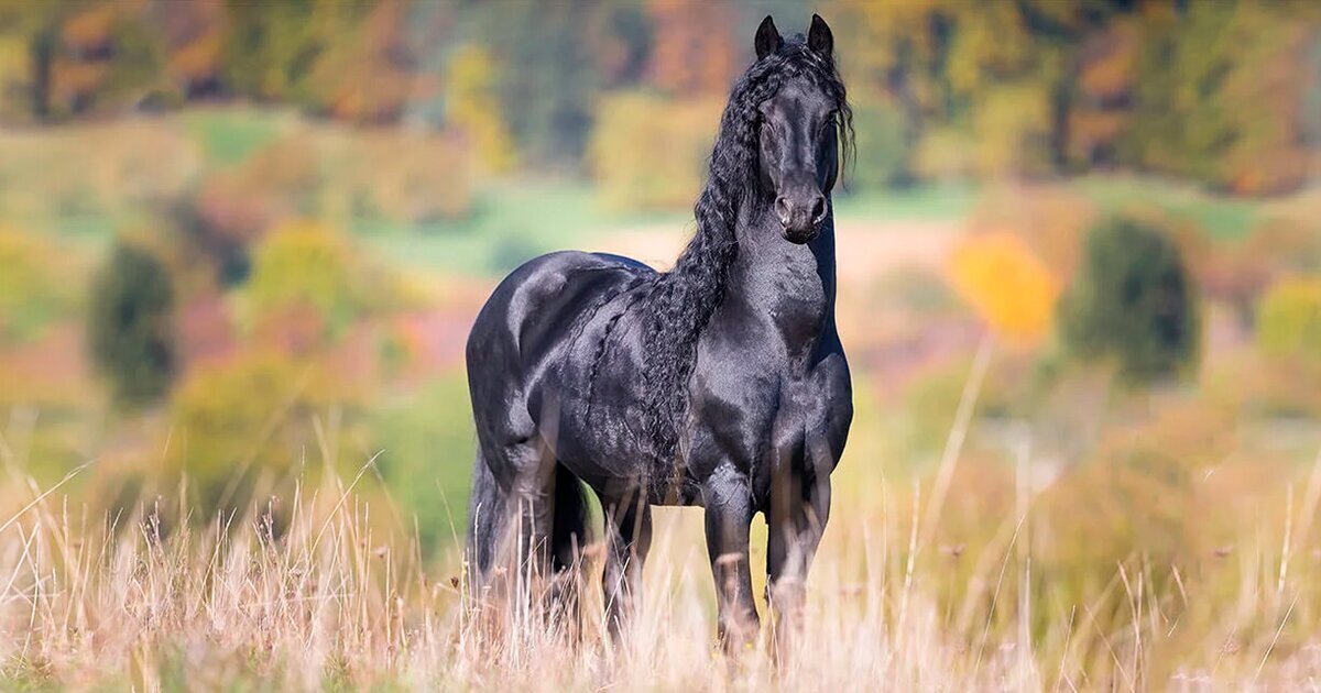 « فریزین »، زیباترین اسب دنیا (+عکس)