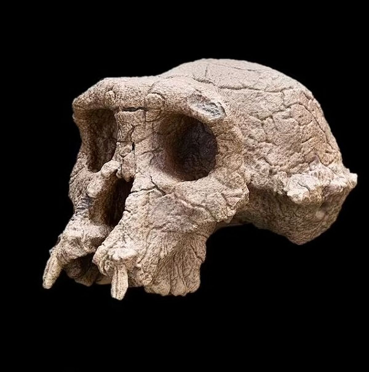 جمجمه ۸ میلیون ساله راز اجداد انسان را فاش کرد