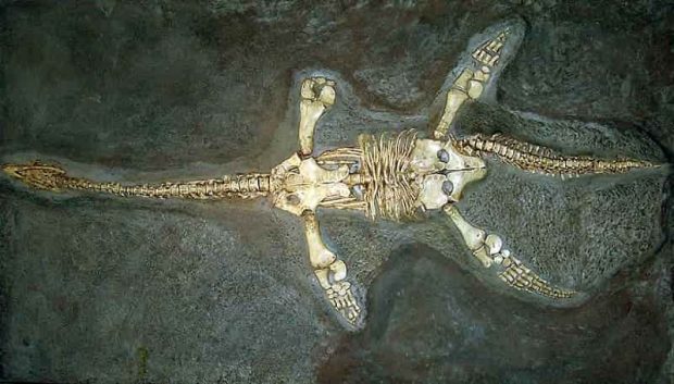 فسیل هیولای دریایی ۲۵۰میلیون ساله در چین