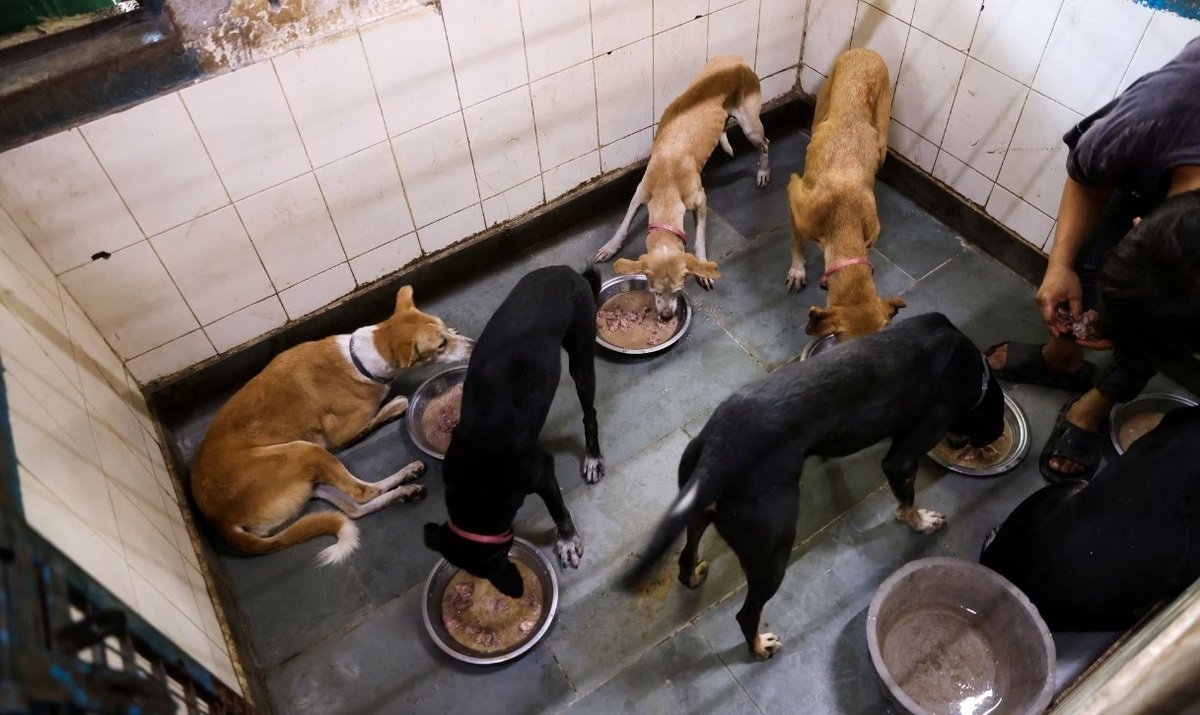 هند برای حفظ پرستیژ در اجلاس گروه 20 سگ‌های ولگرد را جمع می‌کند (فیلم)