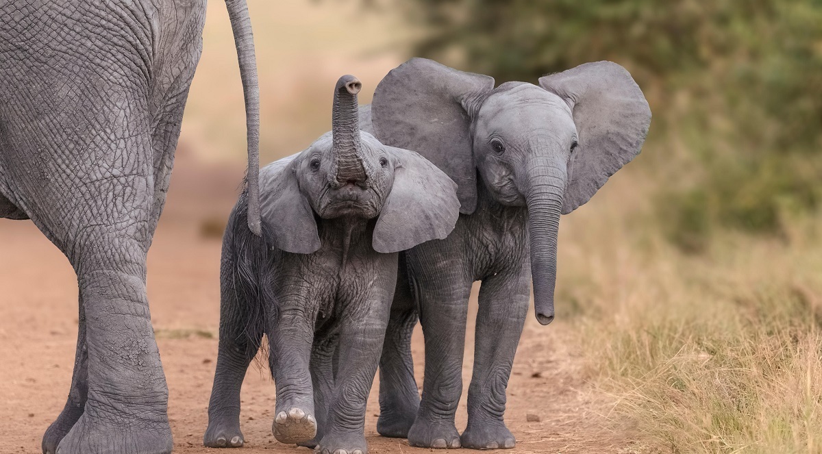 فیل‌ های آفریقایی یکدیگر را به اسم صدا می‌زنند!