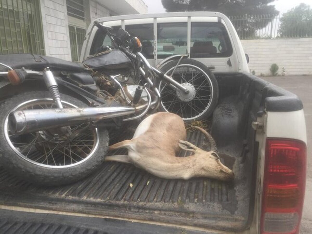 شکار بی‌رحمانه آهو با موتورسیکلت ! / شکارچی دستگیر شد (+عکس)