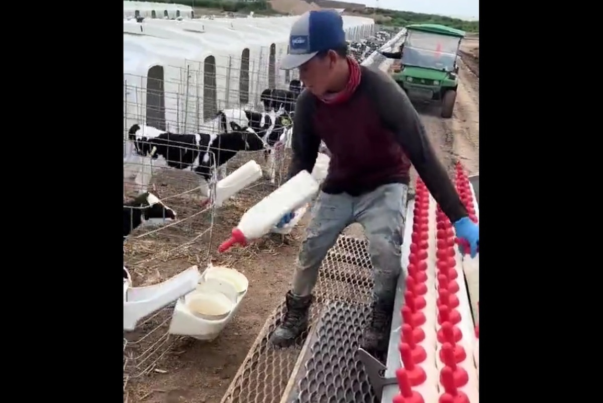 تصاویر جالب از شیر دادن به گوساله ها (فیلم)