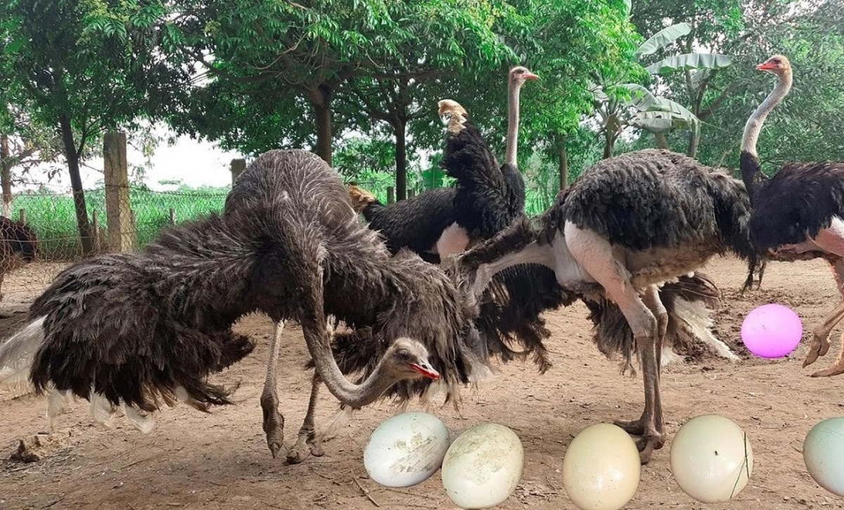 مزرعه پرورش شتر مرغ و فرایند برداشت تخم غول پیکر شترمرغ (فیلم)