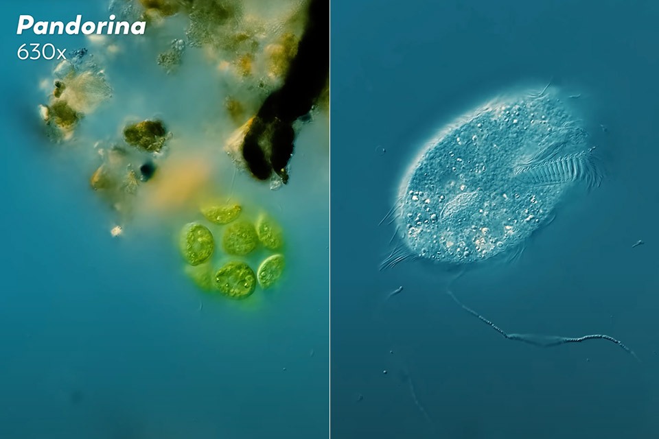 سفر به دنیای درون گودال آب باران زیر میکروسکوپ