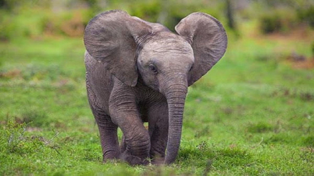 عدم تسلط یک بچه فیل در کنترل خرطومش (فیلم)