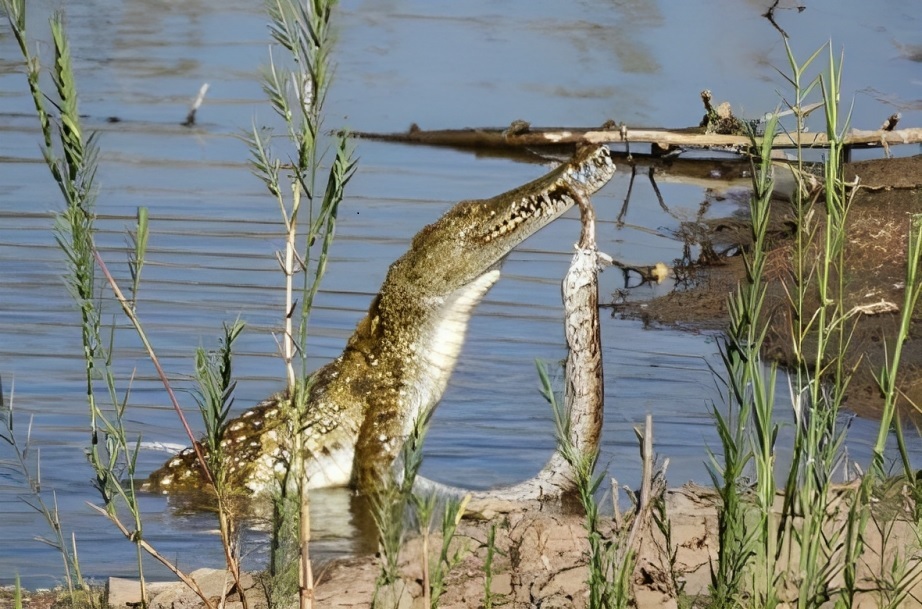 حمله تمساح به مار پایتون (+عکس)