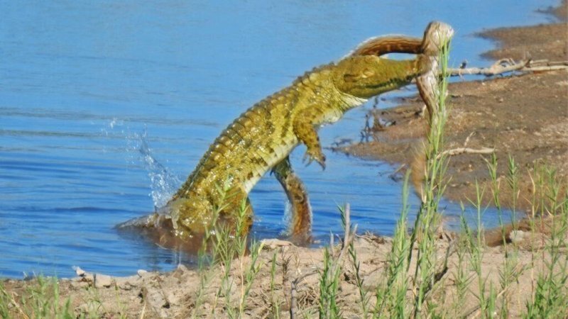 حمله تمساح به مار پایتون (+عکس)