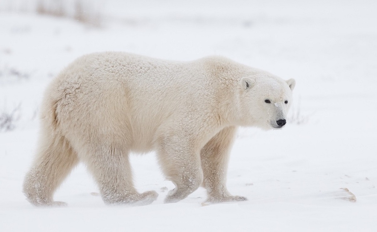 وقتی خرس قطبی دلش برای شکار کردن تنگ می شود (فیلم)