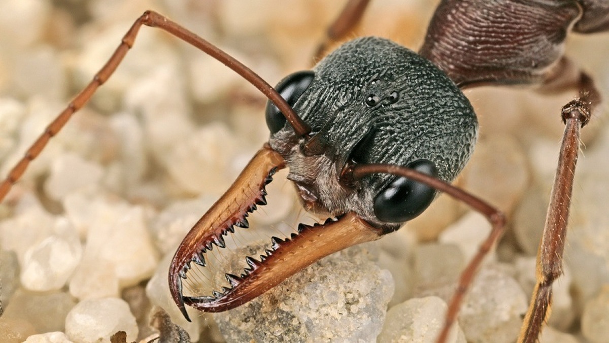 یکی از خطرناک ترین مورچه جهان (فیلم)