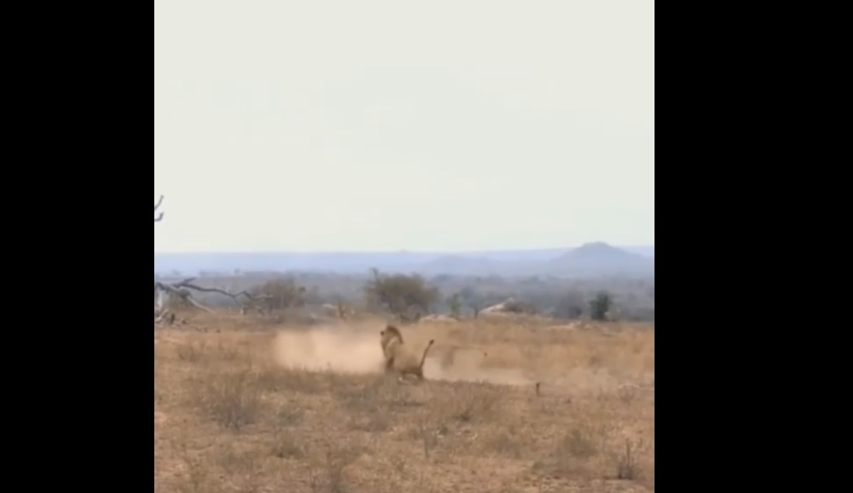 دسته شیرهای جوان کفتار را به کام مرگ کشاندند (فیلم)