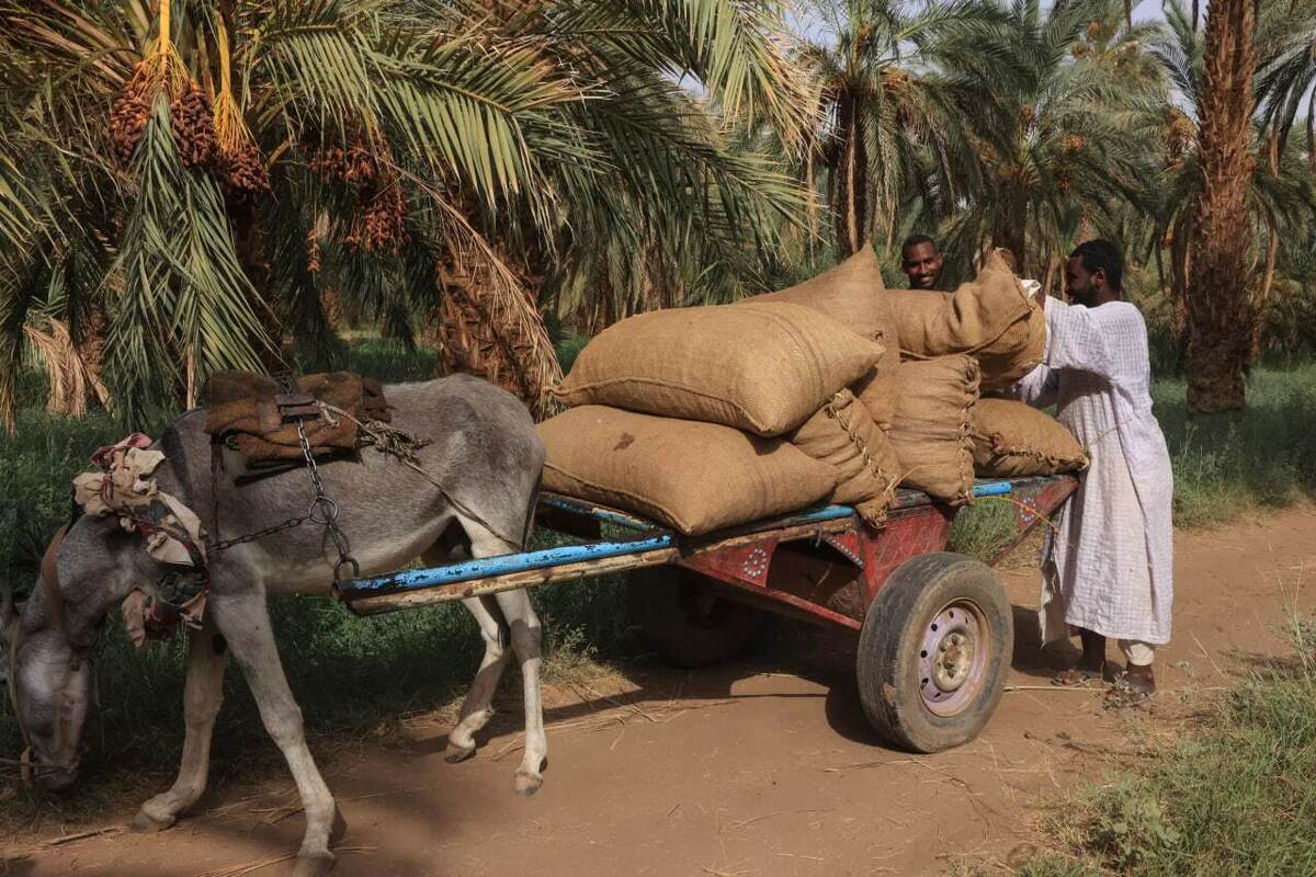 برداشت خرما در سودان جنگ زده؛ با سوخت کم و حمل و نقلی که نیست (فیلم)