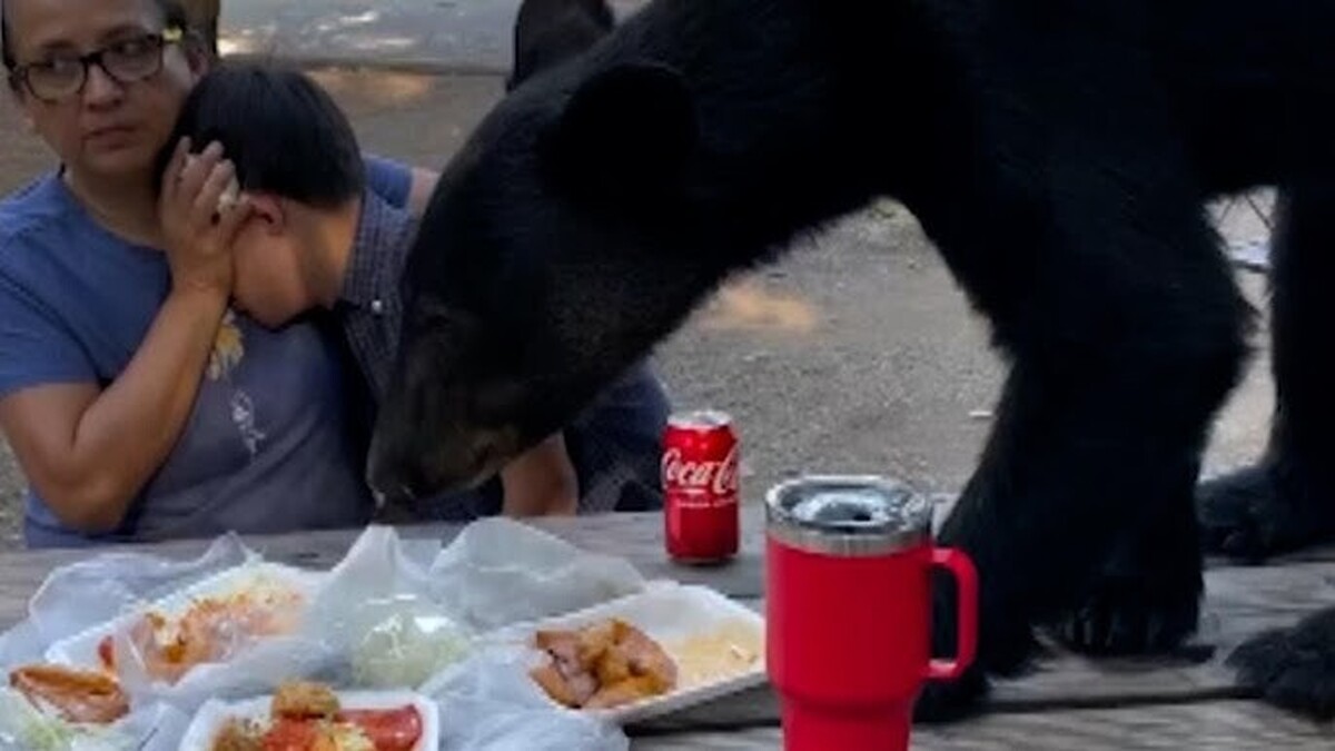خرس سیاه مهمان ناخوانده یک پیک نیک در مکزیک شد و غذاها را خورد (فیلم)