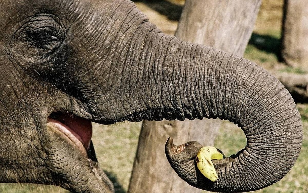فیل‌ های باهوش و عبور ایمن از سیم‌ خاردارهای برق‌ دار (فیلم)