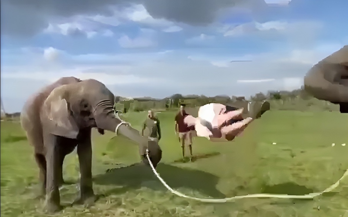 طناب بازی با همراهی فیل ها (فیلم)