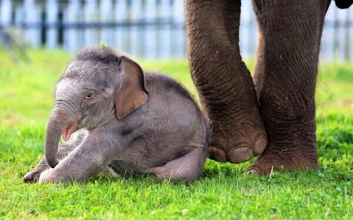 فیل صورتی دنیا را متعجب کرده است