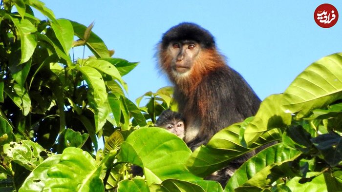 ۱۰ جانور عجیب «دورگه»؛ از میمون رازآمیز تا وُلفین