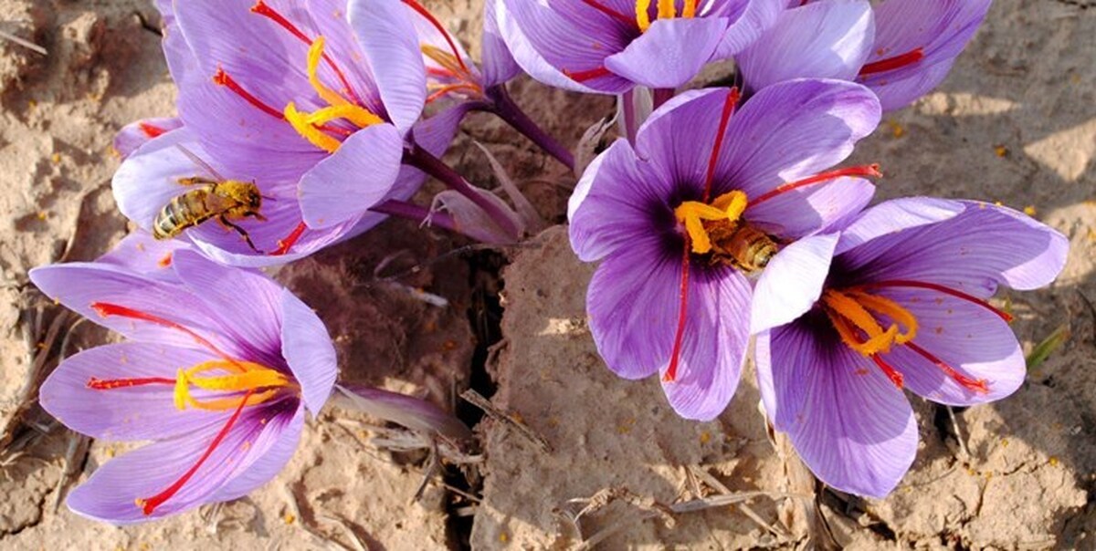 تولید زعفران در مزارع نیشابور 60 درصد کاهش یافت!