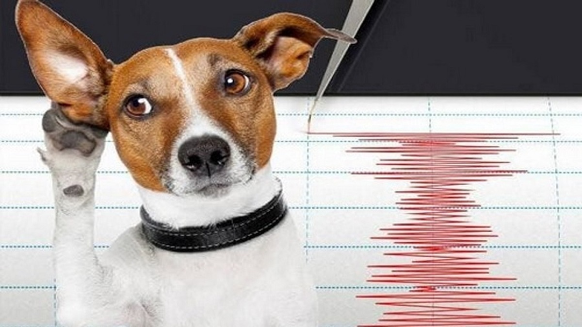 کدام حیوانات می‌توانند زلزله را پیش‌بینی کنند (فیلم)