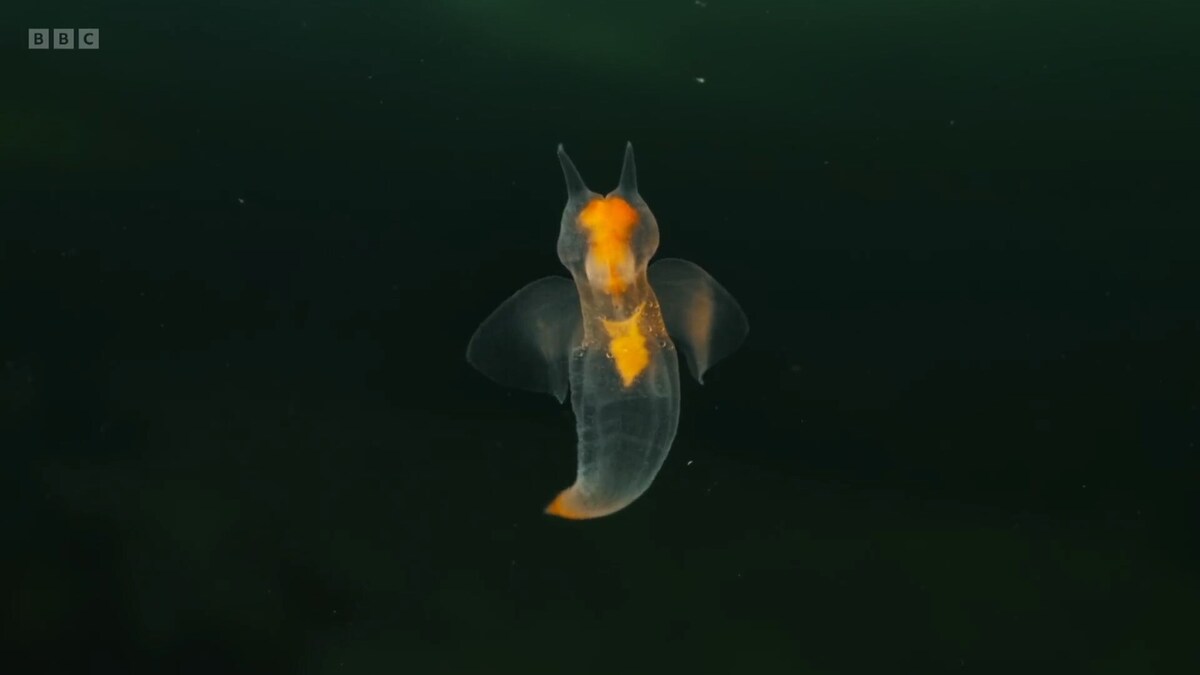 ثبت تصاویری جدید از موجودی کمیاب/ با فرشته دریایی آشنا شوید؛ ببینید هنگام شکار چطور شبیه شیطان می‌شود (فیلم)