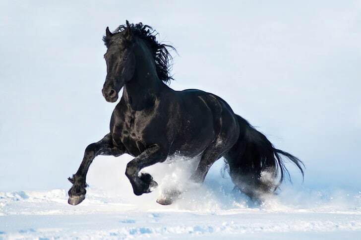 ۱۵ نژاد اسب که زیبایی منحصر به فردشان نفسگیر است