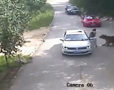 شکار زن توسط یک ببر جلوی چشم همسرش (فیلم)