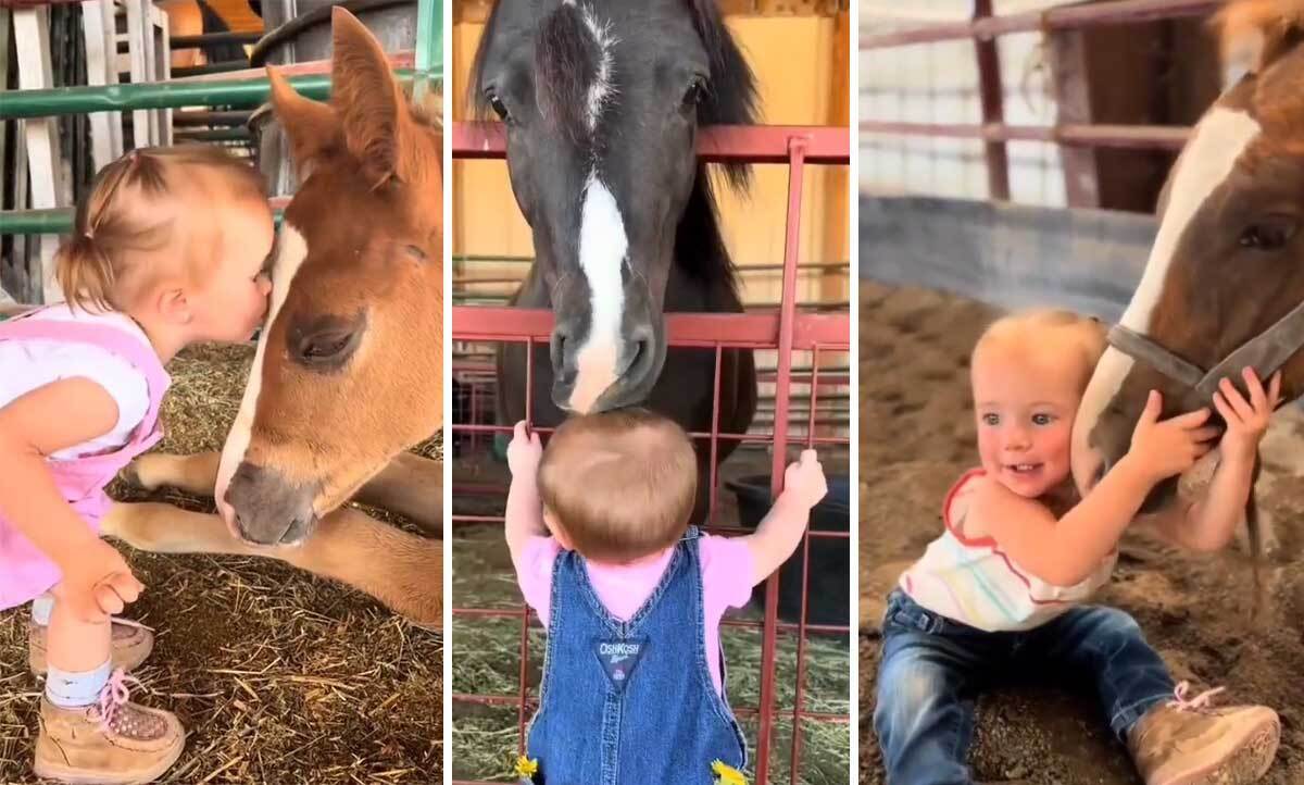 دوستی دیدنی دختر کوچولو و اسب ها! (فیلم)
