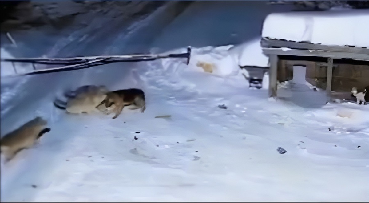 حمله گرگ‌های گرسنه به سگ نگهبان (فیلم)