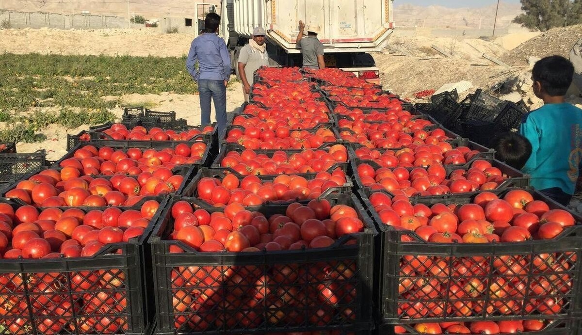 وضعیت جوی علت اصلی کاهش عرضه گوجه‌فرنگی