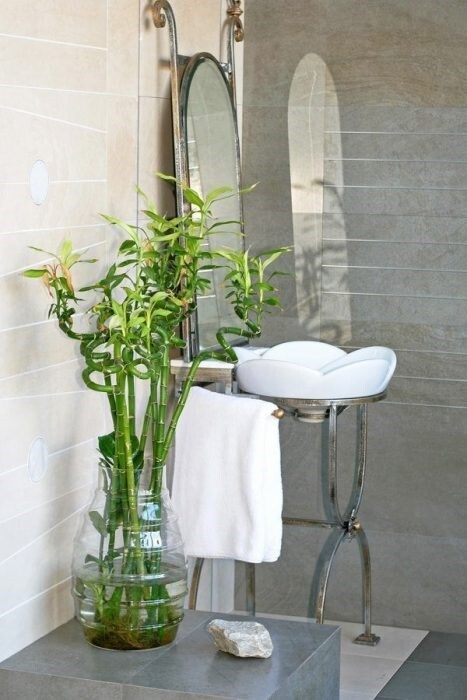 8 نوع گیاه مخصوص دستشویی و حمام