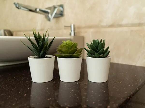 8 نوع گیاه مخصوص دستشویی و حمام