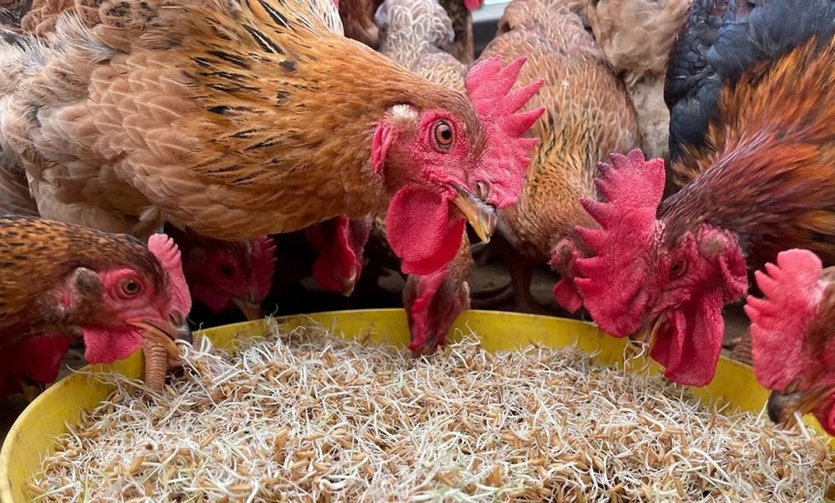 روش خلاقانه کشاورز ویتنامی برای پروار کردن 2500 مرغ و خروس  (فیلم)